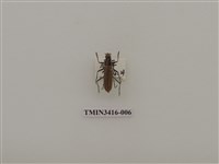 藏品(一色深山天牛)的圖片